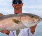 amberjack