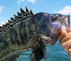 Black Sea Bass