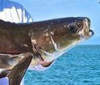 Inshore cobia