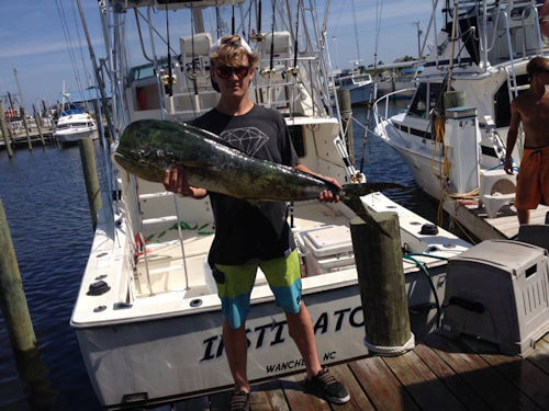 Mahi Mahi caught offshore fishing on an Instigator Gulf Stream Trolling Charter.