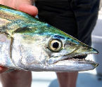 Inshore Spanish Mackerel