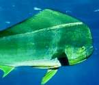 mahi